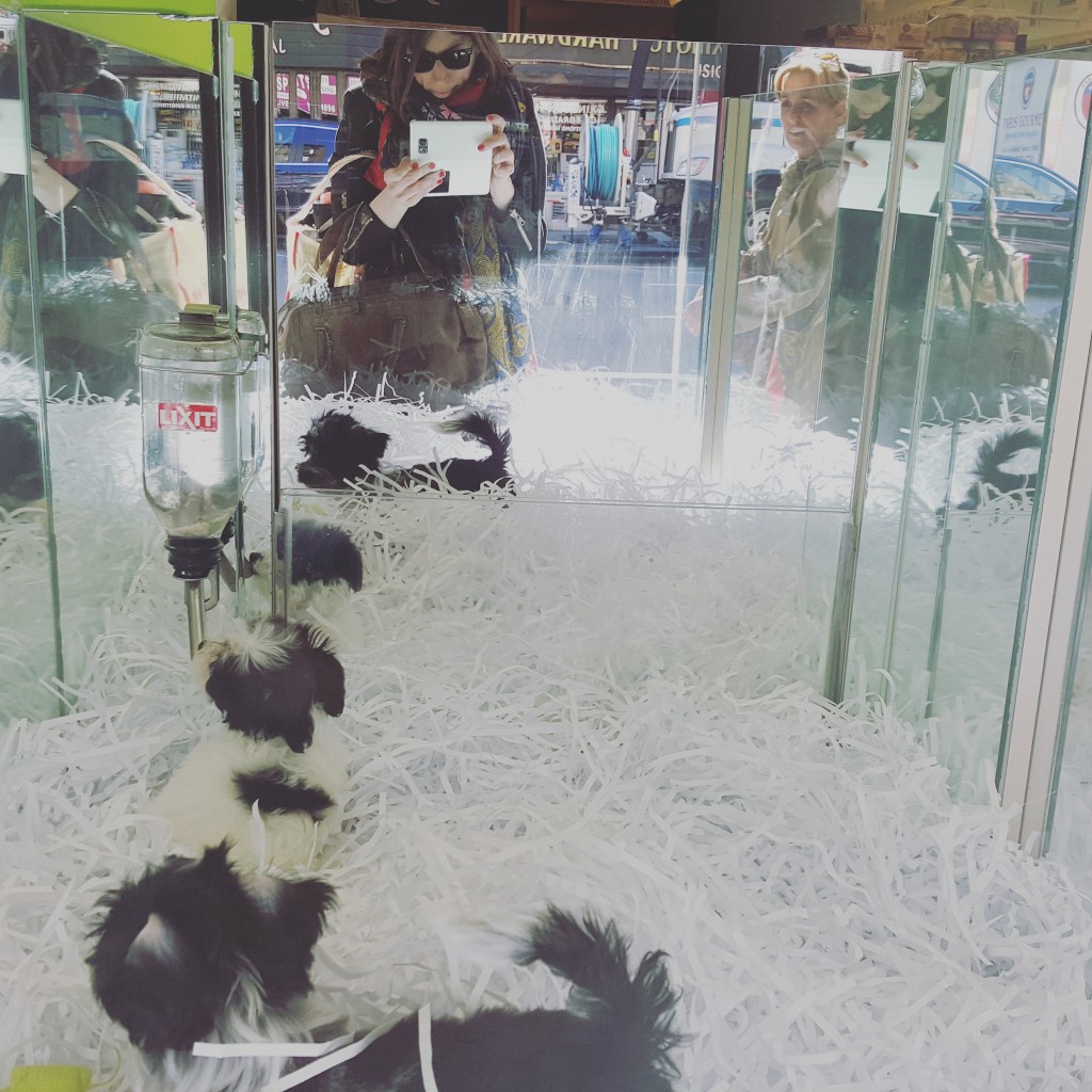 Puppies playing in pet shop window. Note photographer reflected in mirror. Photo: Her