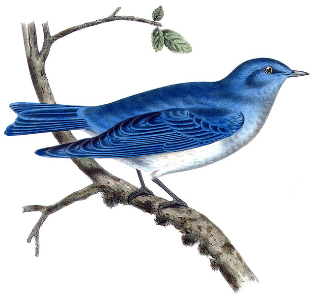 The Arctic Bluebird. From "The Reports of Explorations and Surveys, Volume X" of the U. S. Pacific railroad Explorations and Surveys 38th, 39th, 41st Parallels, 1859. Image: Wikipedia. 
