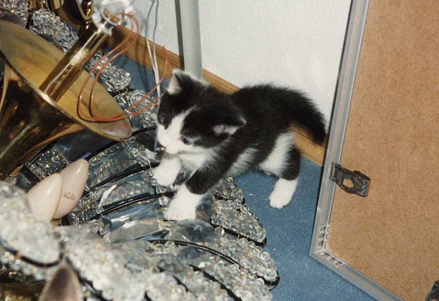 Bavarian kitteh playing with a chandelier on the floor, c. 1999. Photo: Wikipedia.