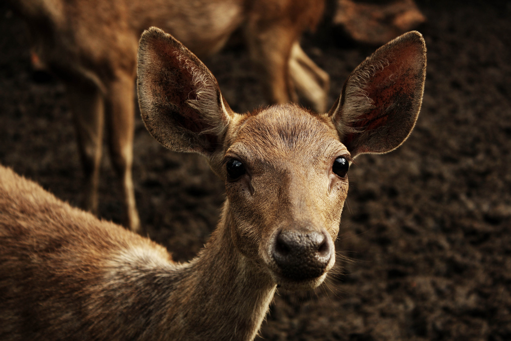 The deer is my power animal. So here's a deer. Image: Wikipedia. 