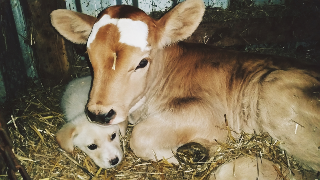 Yes, that is a cow and a puppy. You are welcome. (Thanks, Wikipedia.)